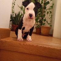 Cuccioli di amstaff