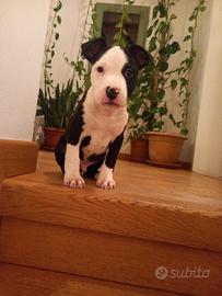 Cuccioli di amstaff