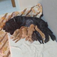 Cuccioli cocker spaniel