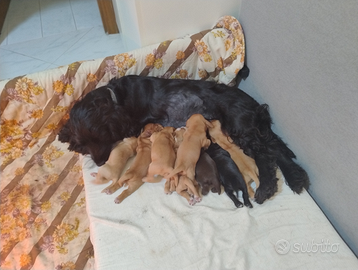 Cuccioli cocker spaniel