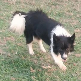 femmina Border collie 