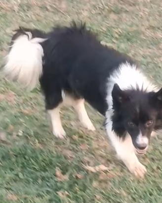 femmina Border collie 
