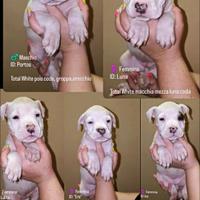 Vendita Cuccioli American Staffordshire Terrier
