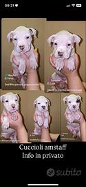 Vendita Cuccioli American Staffordshire Terrier