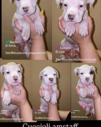 Vendita Cuccioli American Staffordshire Terrier