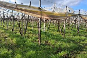 TER. AGRICOLO A MOLA DI BARI