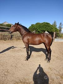 Puledro salto ostacoli