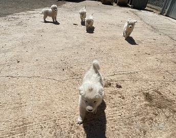 Pastore maremmano Abruzzese