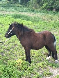 Mini Pony femmina