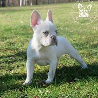 Cucciola bulldog francese esotico