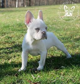 Cucciola bulldog francese esotico