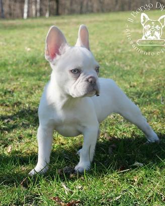 Cucciola bulldog francese esotico