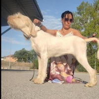 Spinone italiano con pedigree