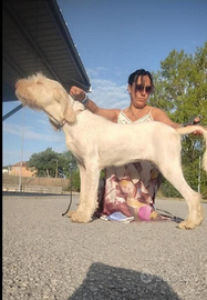 Spinone italiano con pedigree