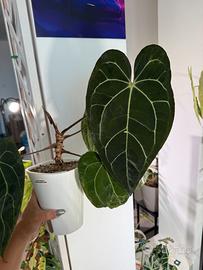 Anthurium Ace of Spades x Carlablackiae (NSE)