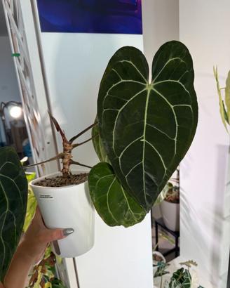 Anthurium Ace of Spades x Carlablackiae (NSE)