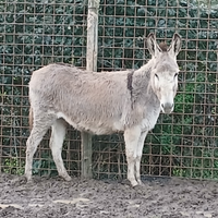 Asini una mamma e figlio