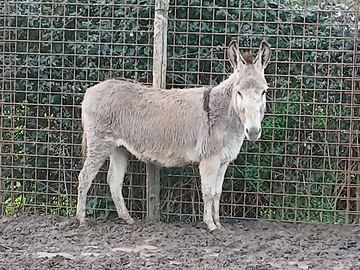 Asini una mamma e figlio