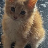 Cuccioli di Maine Coon