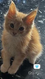 Cuccioli di Maine Coon