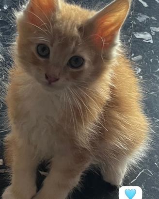 Cuccioli di Maine Coon