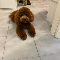 Barboncino nano per accoppiamento