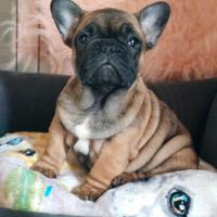 Cucciolo di Bouledogue Francese pedigree Enci