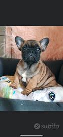 Cucciolo di Bouledogue Francese pedigree Enci