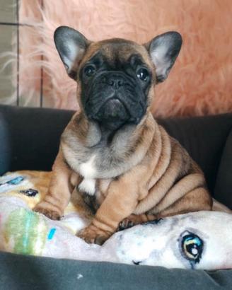 Cucciolo di Bouledogue Francese pedigree Enci