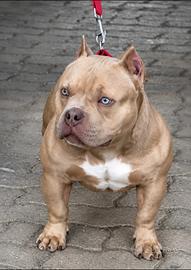 American bully poket
