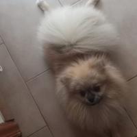 Spitz maschio