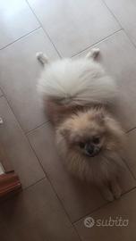Spitz maschio