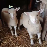 Pecore francesi femmine