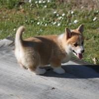 Cuccioli di corgi