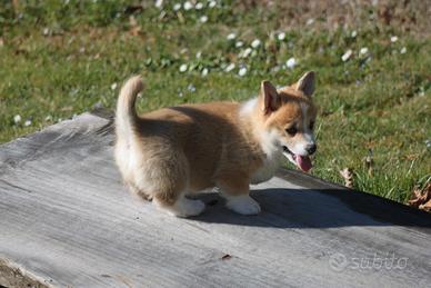 Cuccioli di corgi