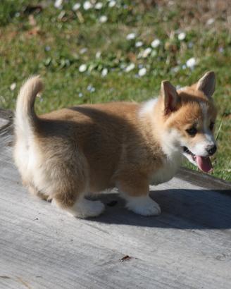 Cuccioli di corgi