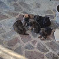 Cuccioli sono tutti maschi