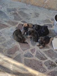 Cuccioli sono tutti maschi