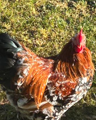 Giovane coppia galline nane ornamentali