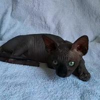 Cuccioli di sphynx nero