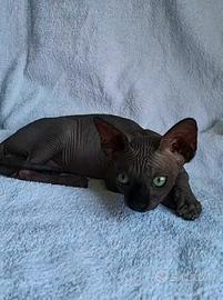 Cuccioli di sphynx nero