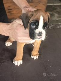 boxer