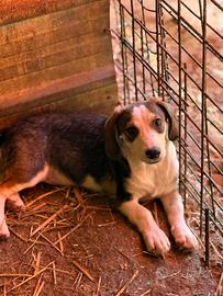 FRODO, affettuoso cucciolo TG PICCOLA vi aspetta