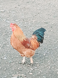 Gallo