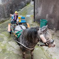 Pony da capriccio