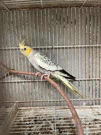 Calopsitte faccia pastello