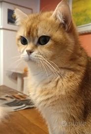 British golden, gattina