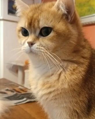 British golden, gattina