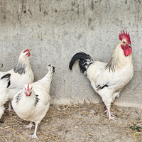 Galline sussex