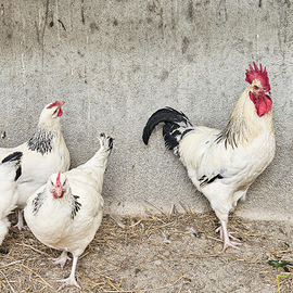 Galline sussex